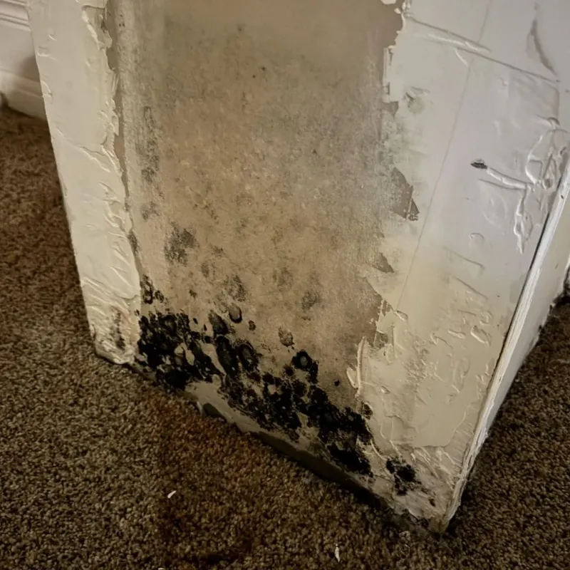 Professional Mold Removal in Calhoun County, WV